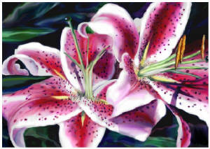 stargazer.jpg